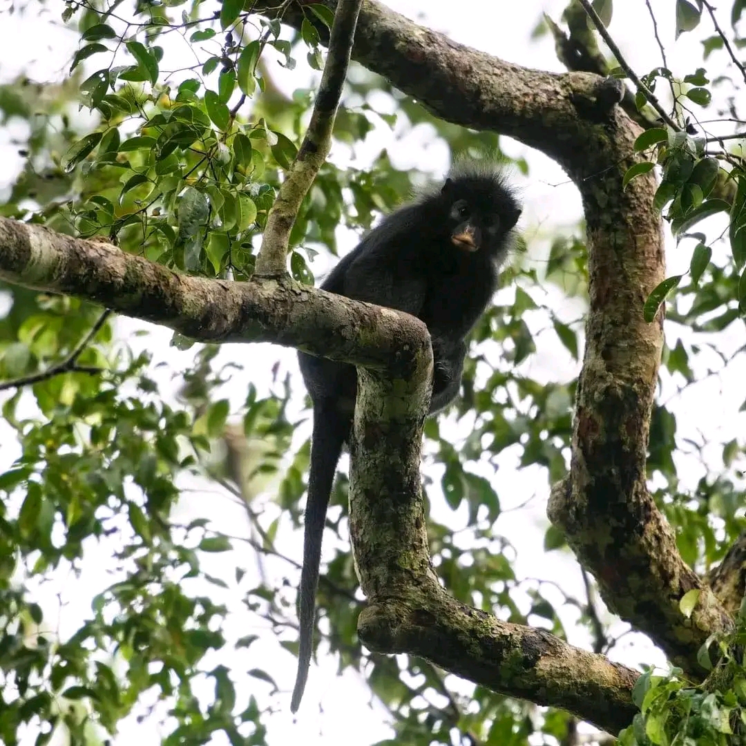 HISTORIQUE : UNE NOUVELLE ESPÈCE DE SINGE DÉCOUVERTE EN RÉPUBLIQUE DÉMOCRATIQUE DU CONGO, UN NOUVEAU TRÉSOR DE LA BIODIVERSITÉ AFRICAINE