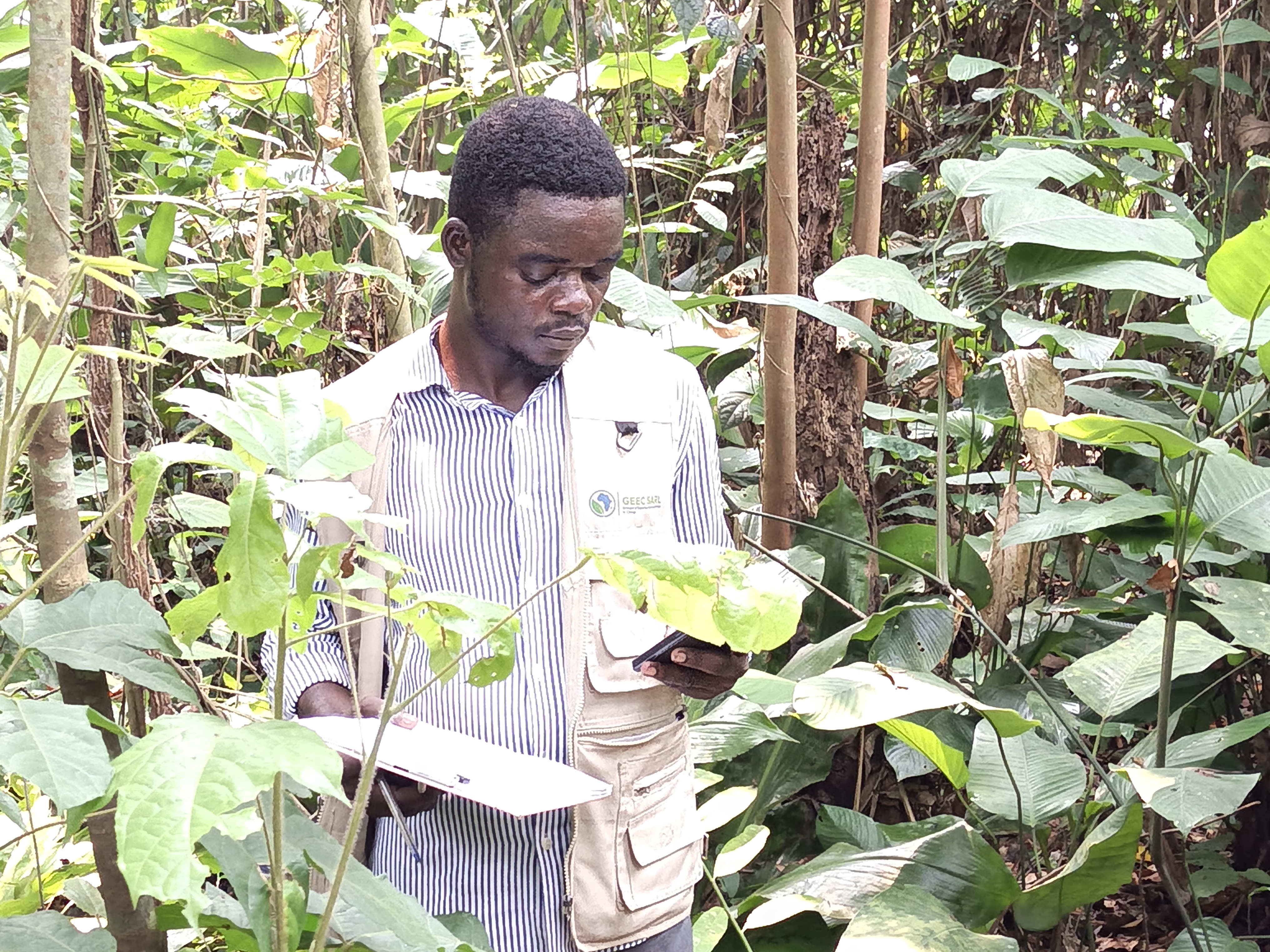 Évaluation des inventaires permanents de carbone forestier et étude de la végétation à Bumbamputa : GEEC SARL renforce son expertise scientifique dans le Kwilu